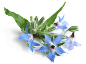 borage for adrenal fatigue