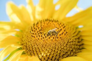 sunflower seeds 