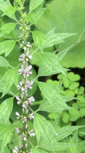 motherwort