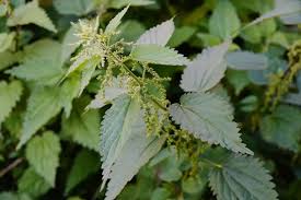 stinging nettle